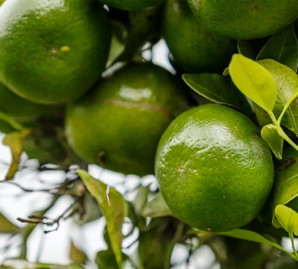 ingredient-naturel-mandarine-verte-born-to-bio