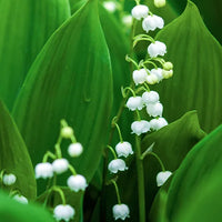 Muguet – Floral