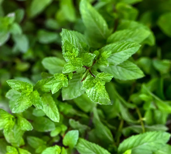ingredient-menthe-verte-born-to-bio