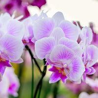 Orchidée – Floral