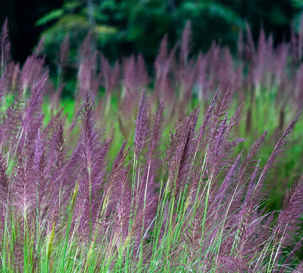 ingredient-naturel-palmarosa-bio-born-to-bio