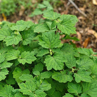 Patchouli – Boisé