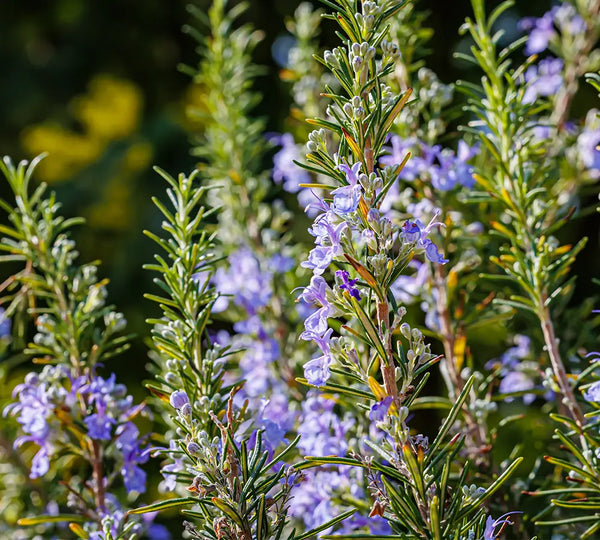 ingredient-naturel-romarin-a-cineole-bio-born-to-bio