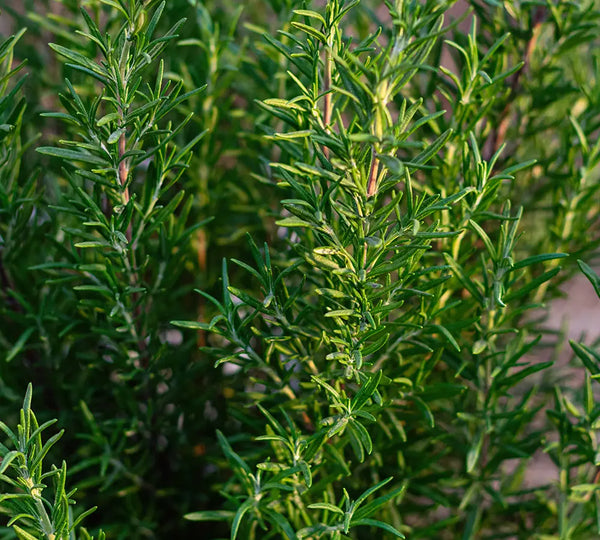 ingredient-naturel-romarin-camphre-bio-born-to-bio