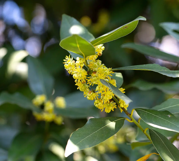 laurier-noble-born-to-bio