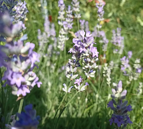 fleur-lavande-aspic-utilisee-dans-les-produits-cosmetiques-born-to-bio