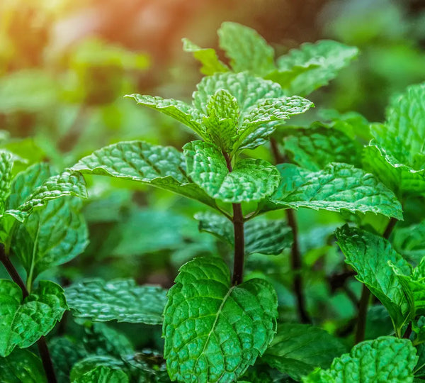 menthe-des-champs-born-to-bio