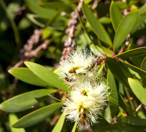 feuilles-de-niaouli-utilisees-dans-les-soins-born-to-bio