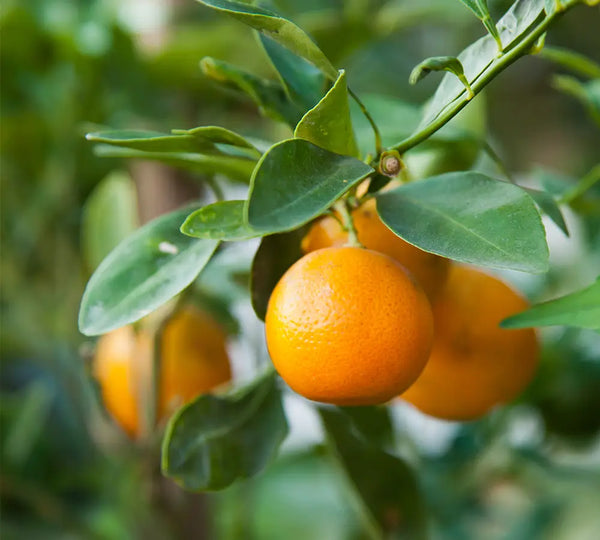 fruit-orange-utilise-dans-les-produits-born-to-bio