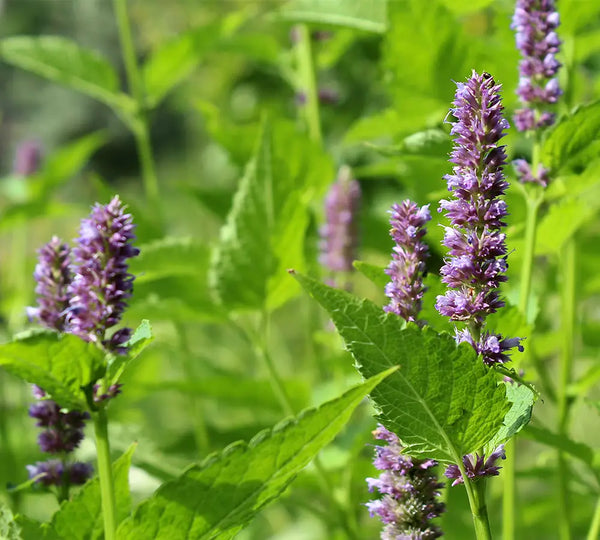 feuilles-de-patchouli-utilisees-dans-les-cosmetiques-born-to-bio