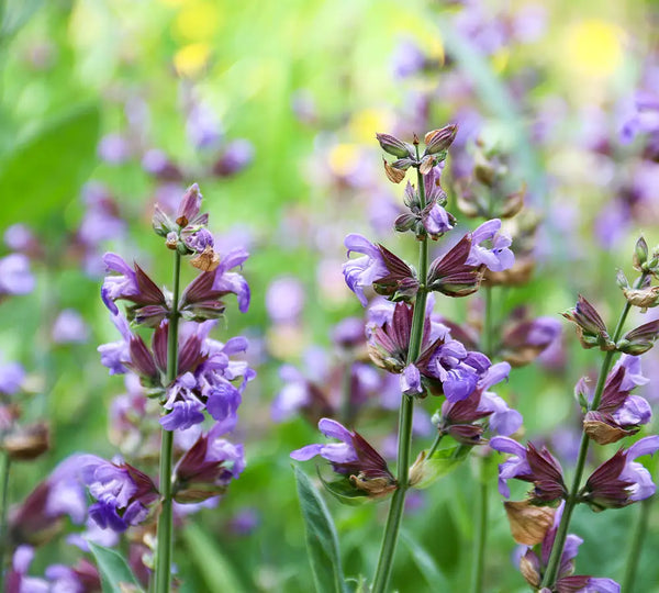 plante-menthe-des-champs-utilisee-dans-les-cosmetiques-born-to-bio