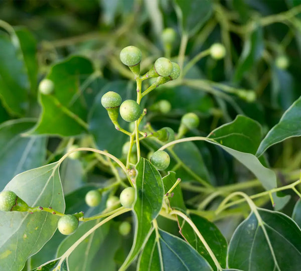 ingredient-naturel-ravintsara-born-to-bio