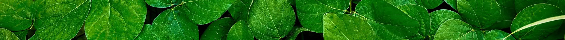 separateur-mag-we-are-bio-born-to-bio