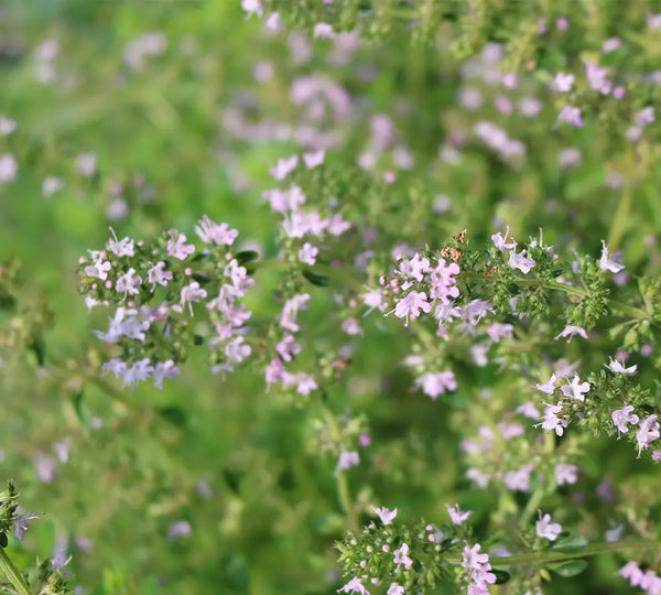 thym-thymol-born-to-bio